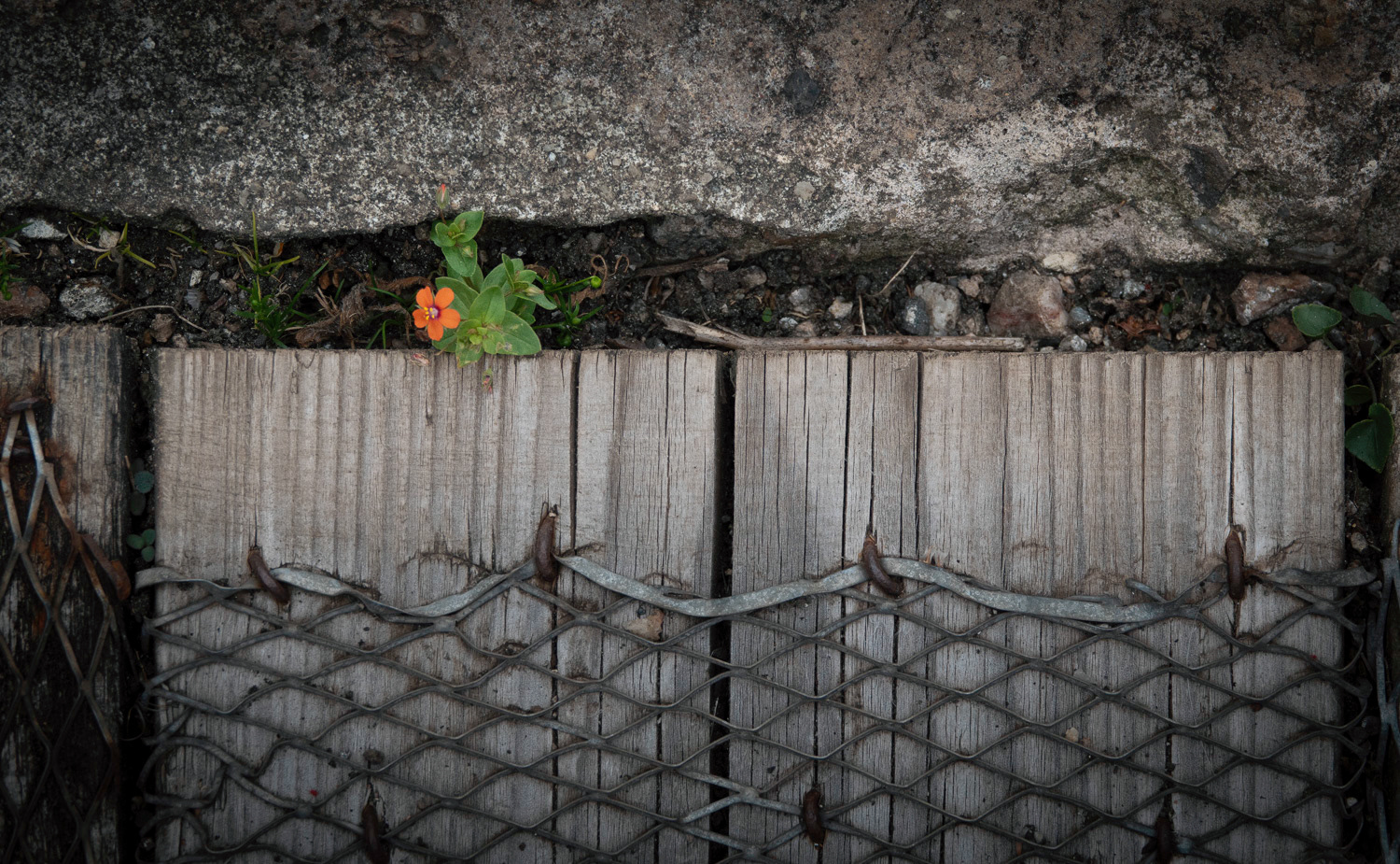 Scarlet pimpernel at Geevor Mine