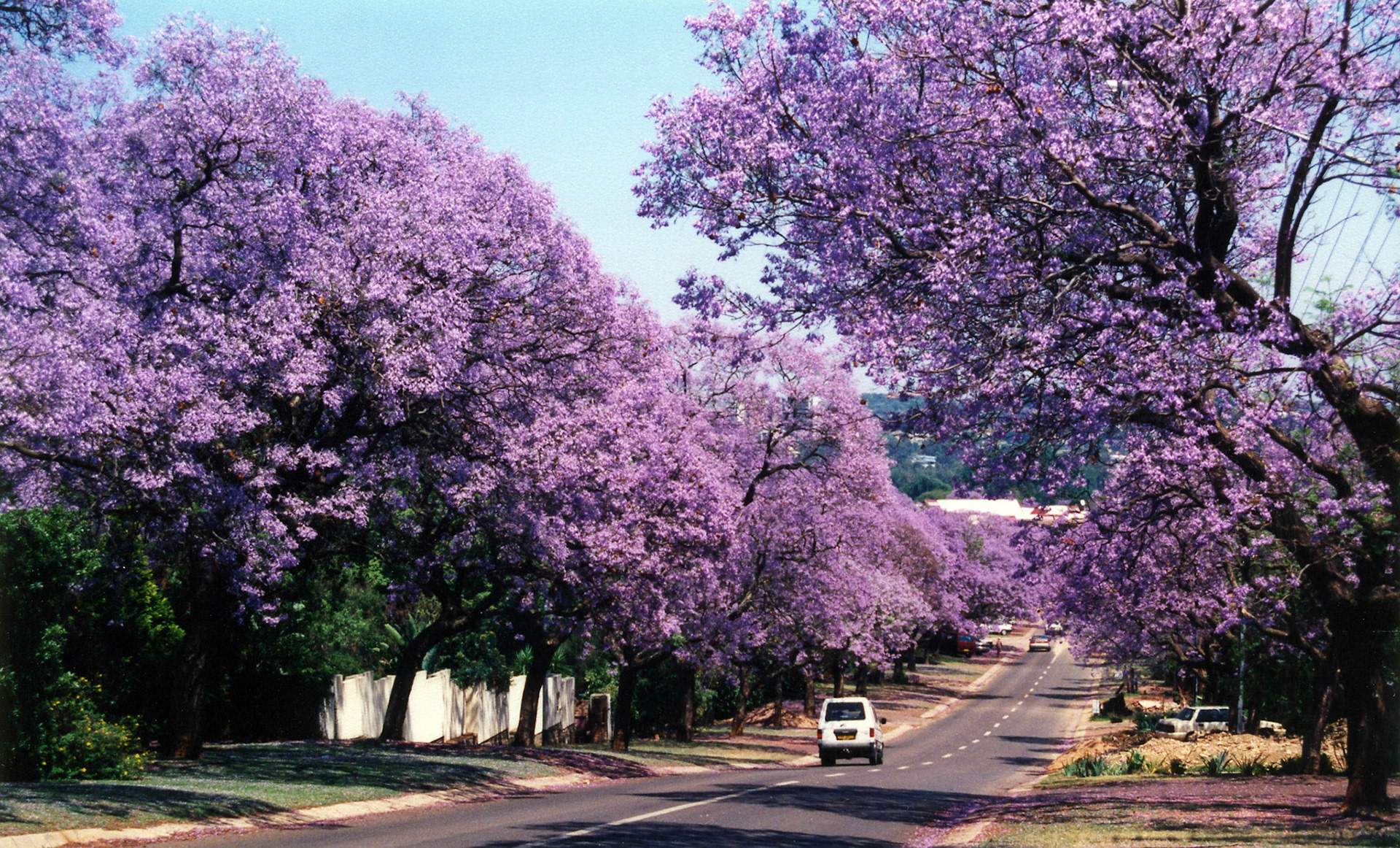 Jacaranda trees, Pretoria, South Africa