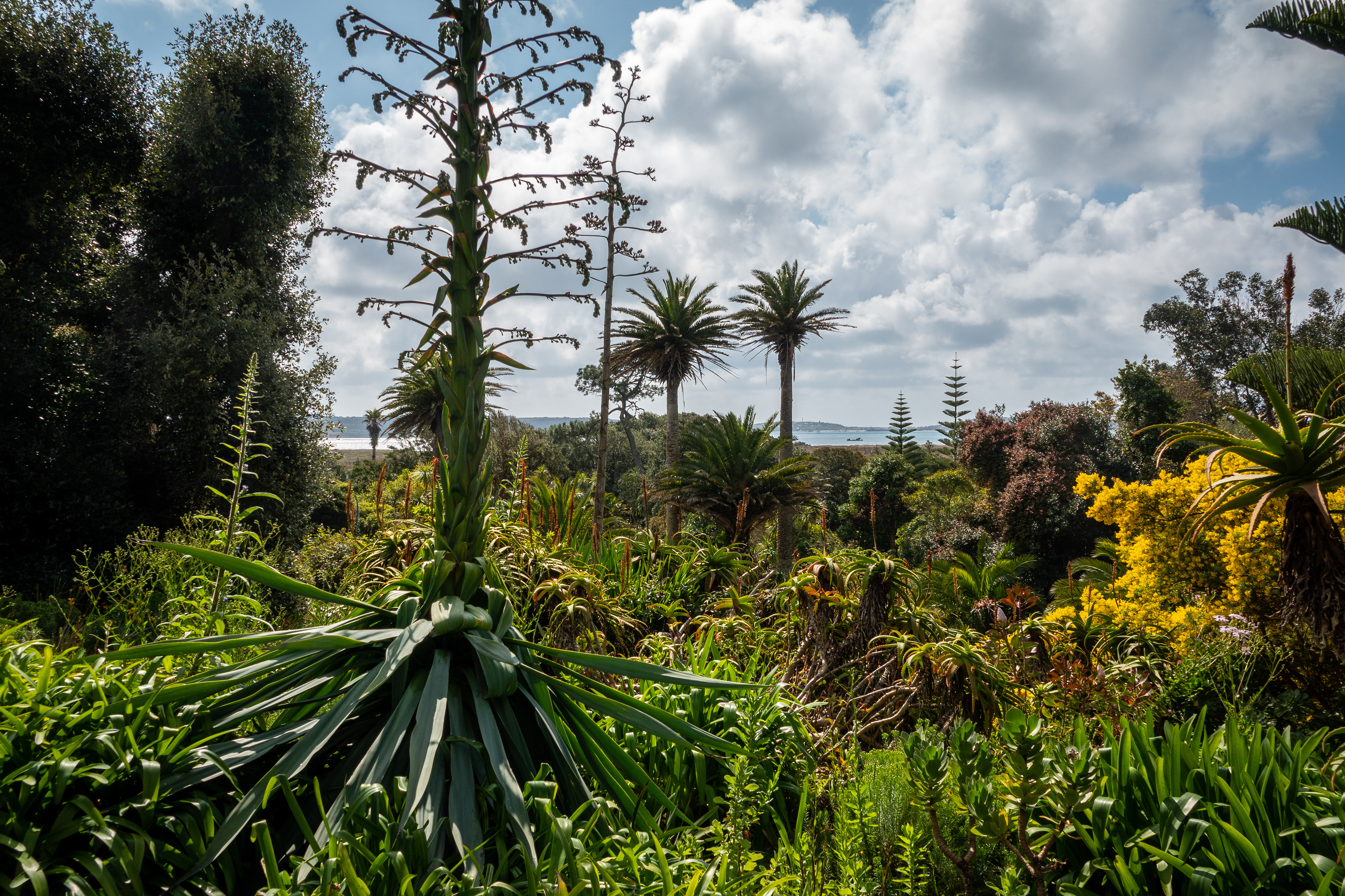Abbey Gardens, Tresco