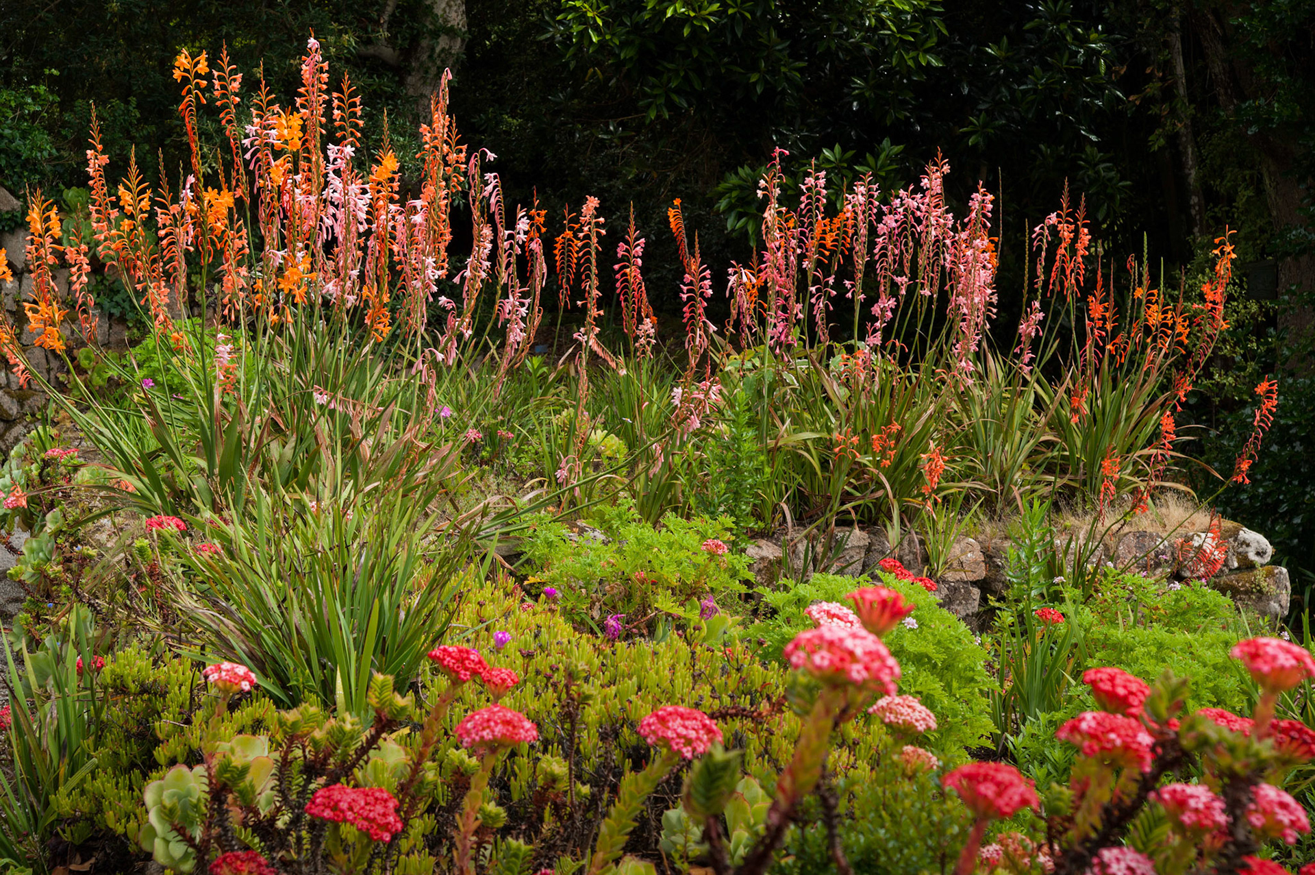 Abbey Gardens, Tresco, Isles of Scilly