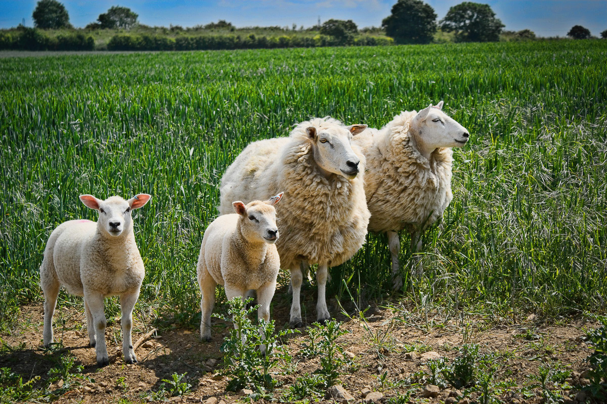 Inquisitive sheep near Ledsham, Yorkshire