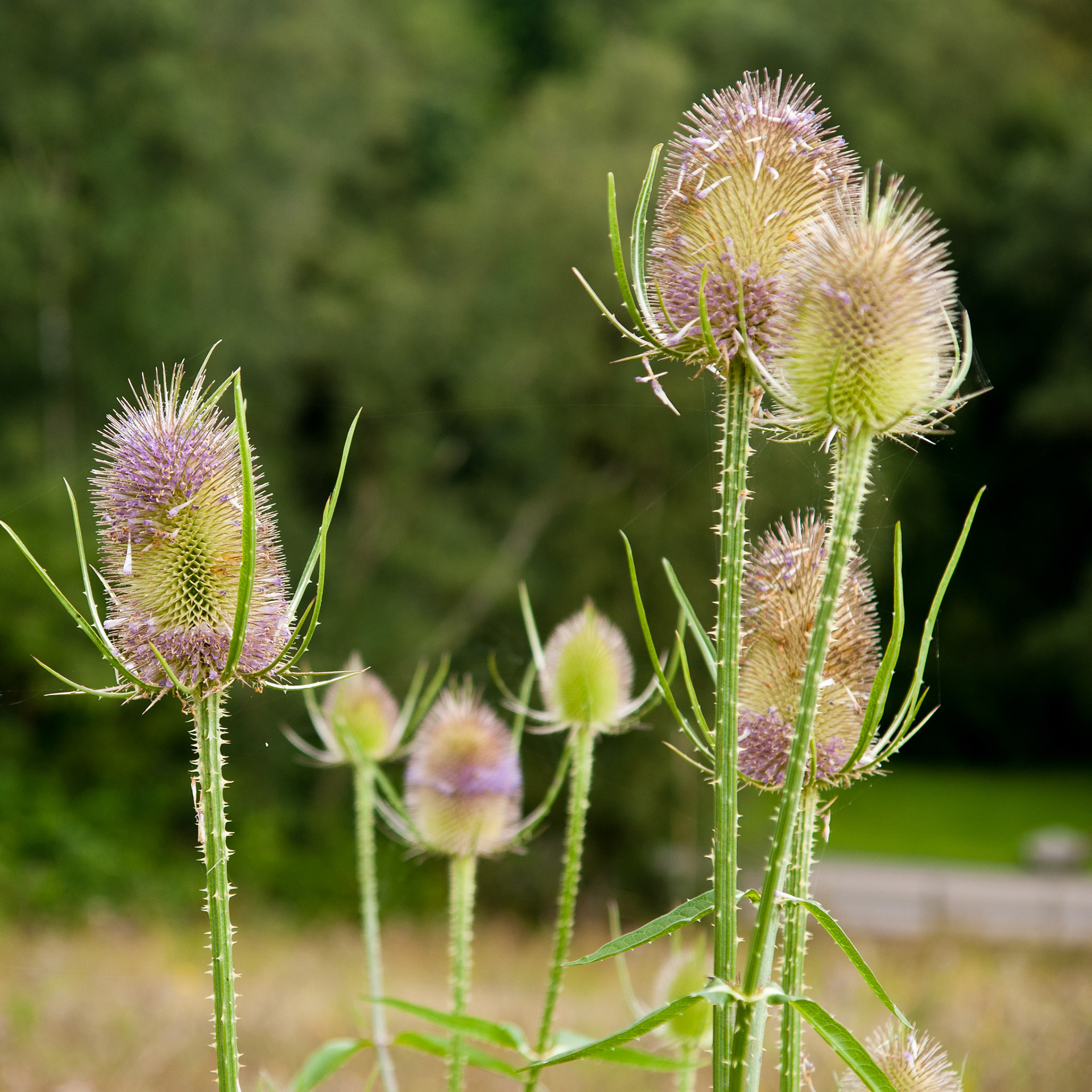 Teasels