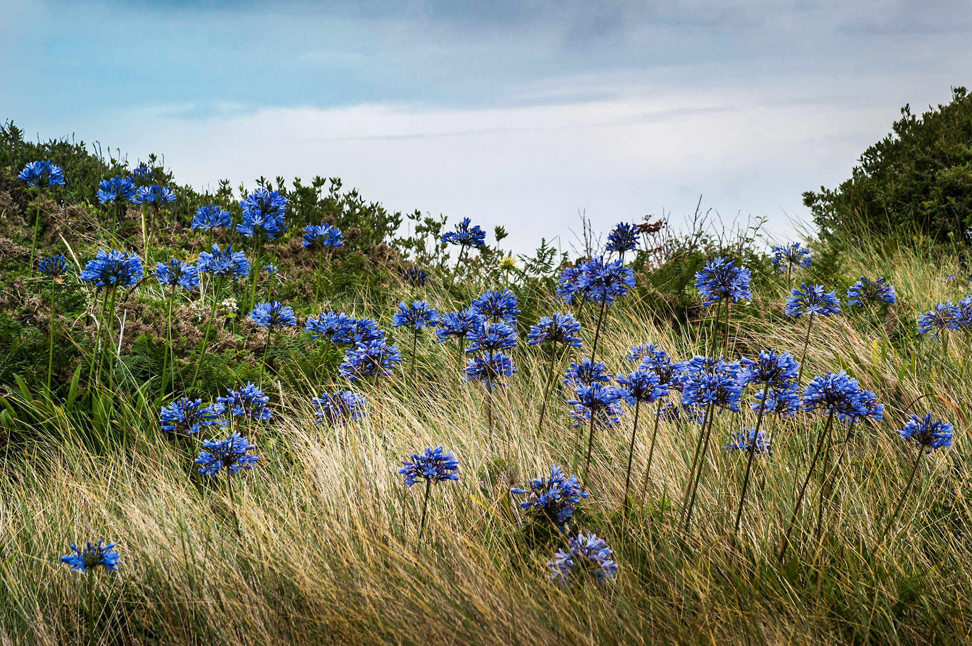 Wild agapanthus, Tresco, Isles of Scilly