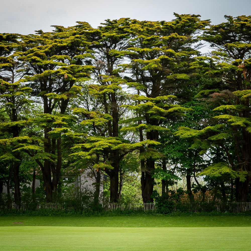 Stand of cedars at Penzance cricket field