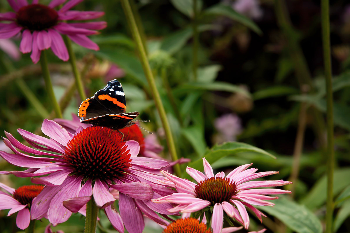 Harlow Carr RHS Gardens, Yorkshire
