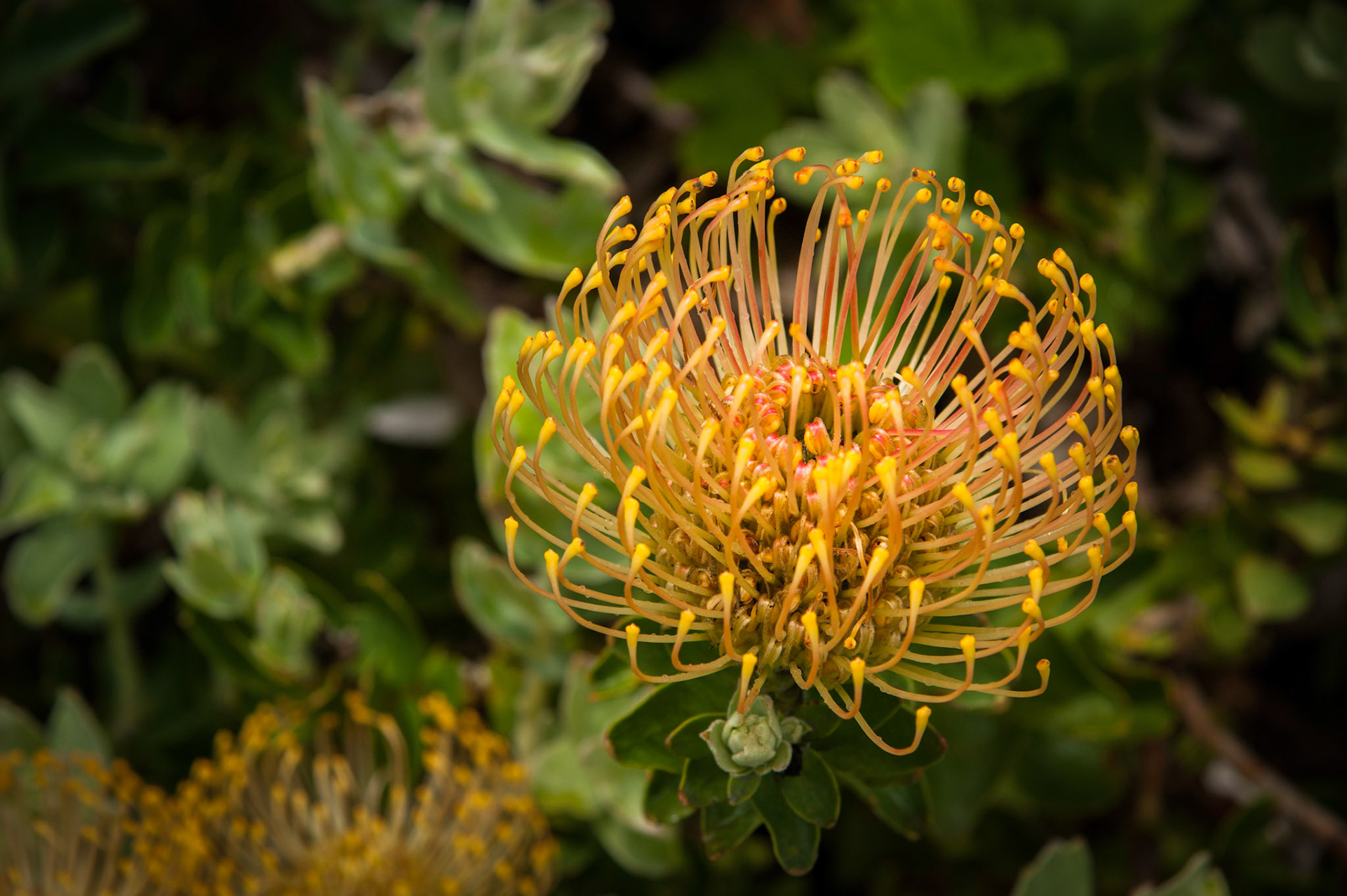 Abbey Gardens, Tresco, Isles of Scilly