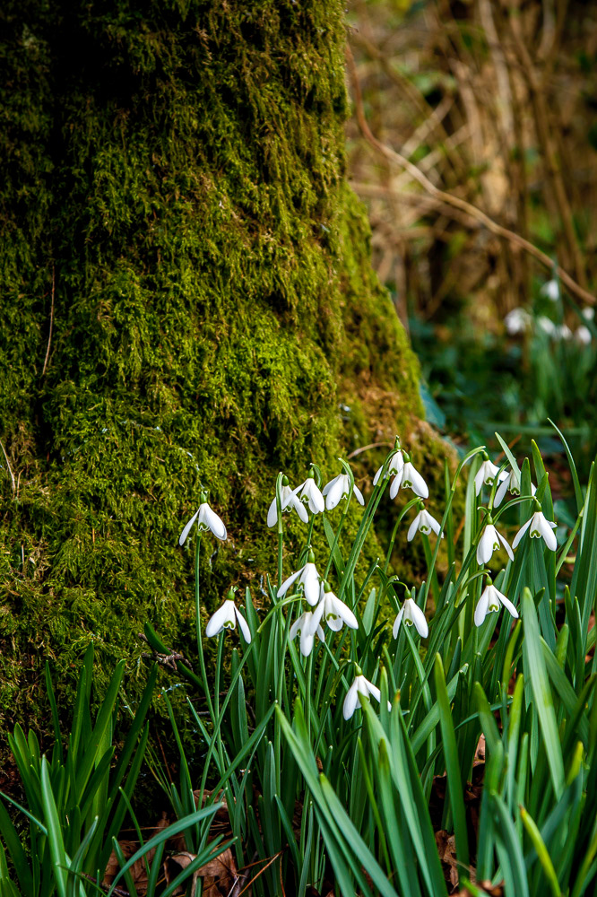 Snowdrops in Trengwainton Garden