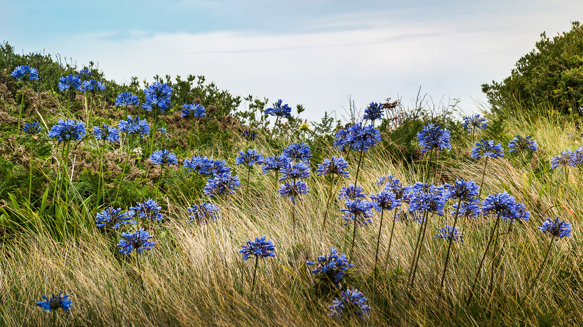 Agapanthus growing wild on Tresco, Isles of Scilly