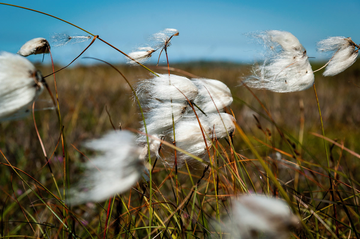 Cotton grass on the moors near Nine Maidens