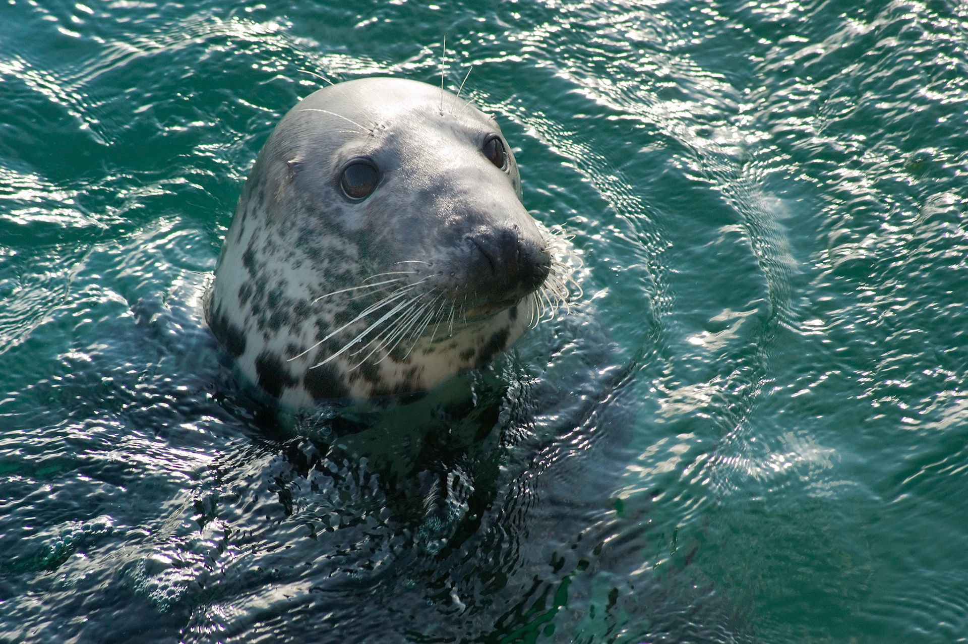 St Ives harbour, Cornwall