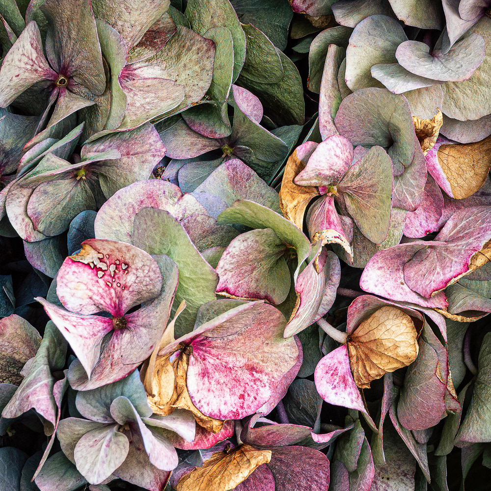 Faded hydrangea