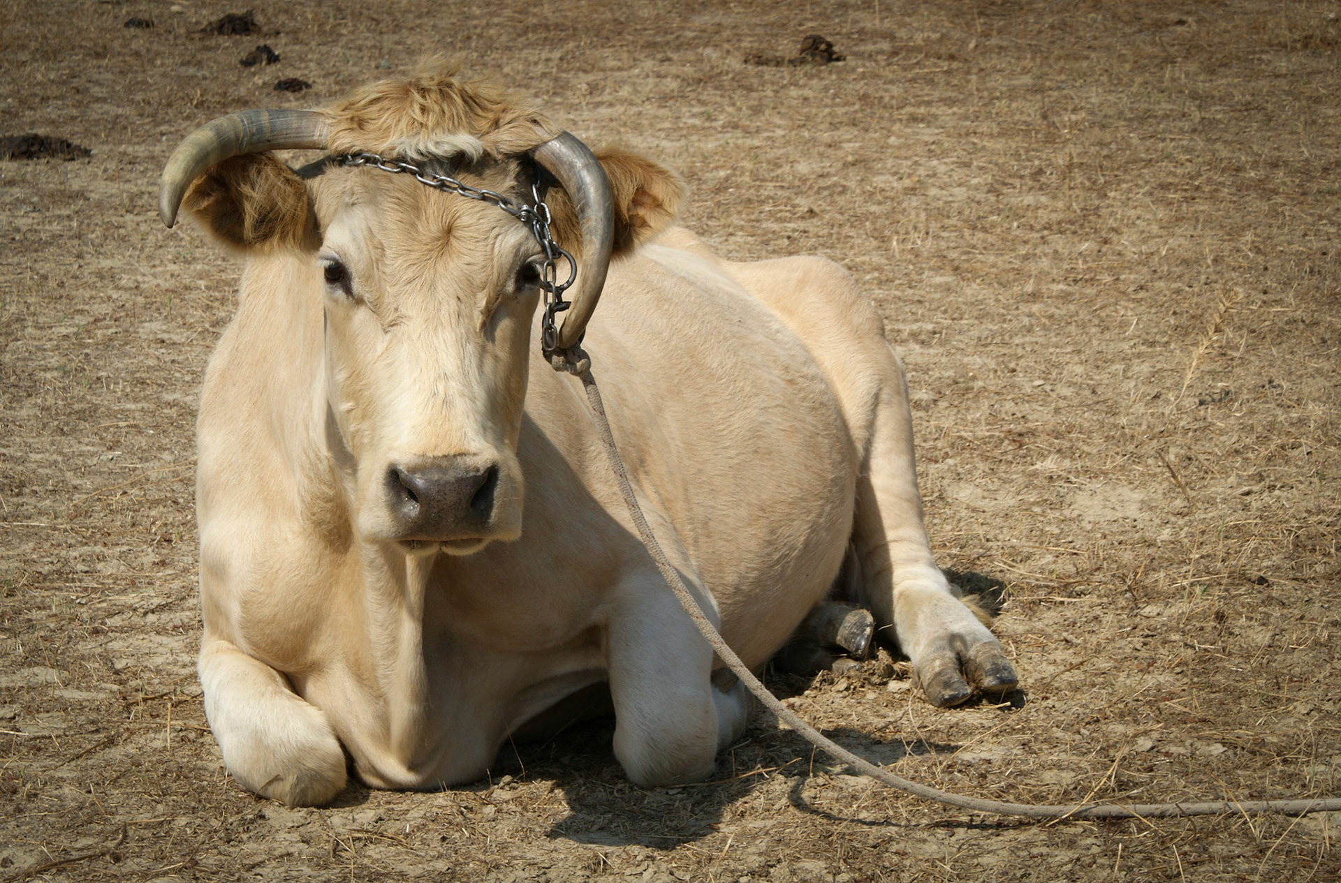 Greek island cow