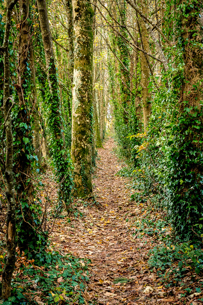 Poltair Woods