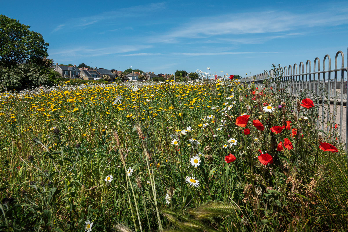 Wild flowers at Newlyn Green