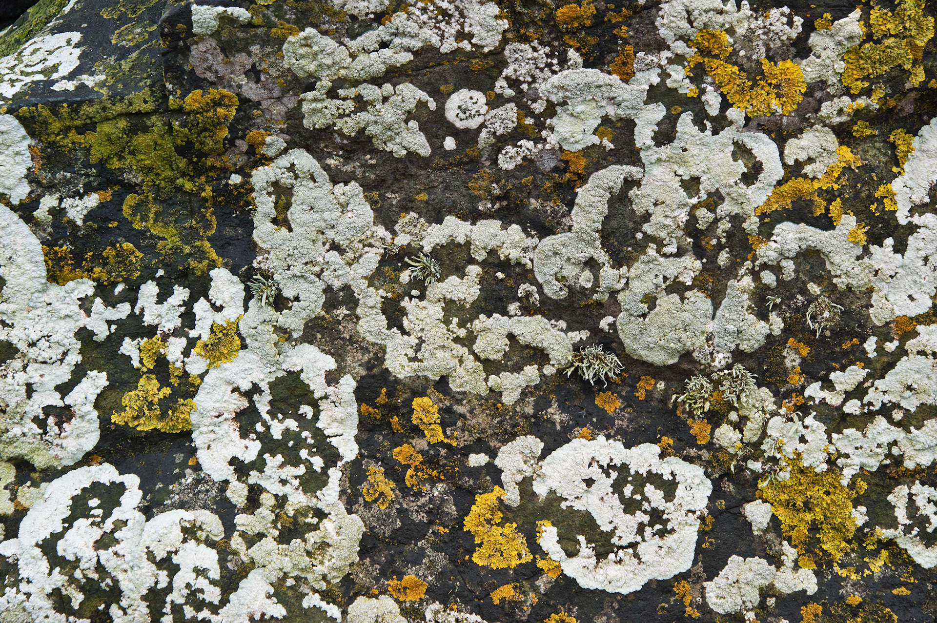 Lichen on Cornish granite