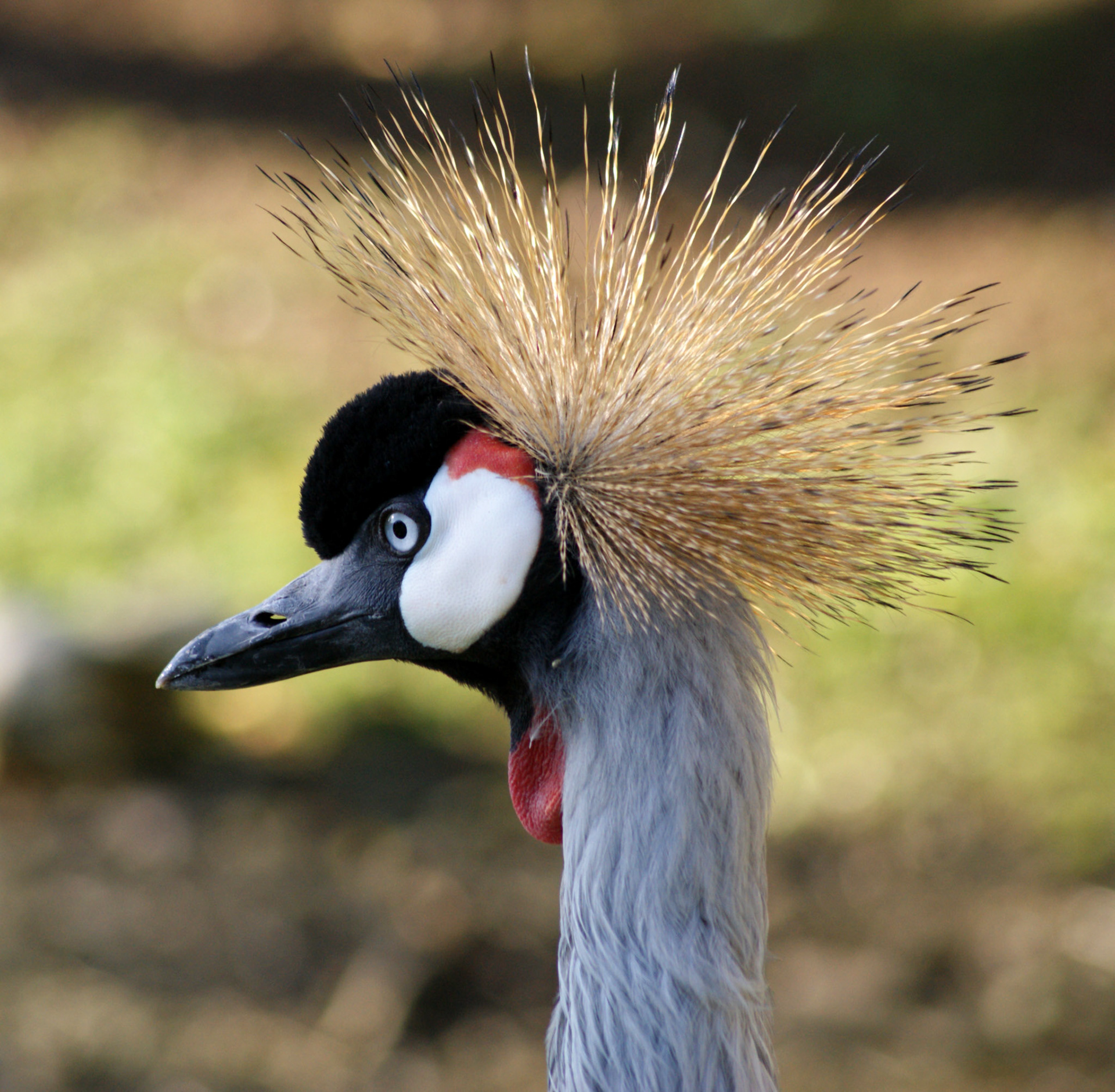 Crowned crane, South Africa