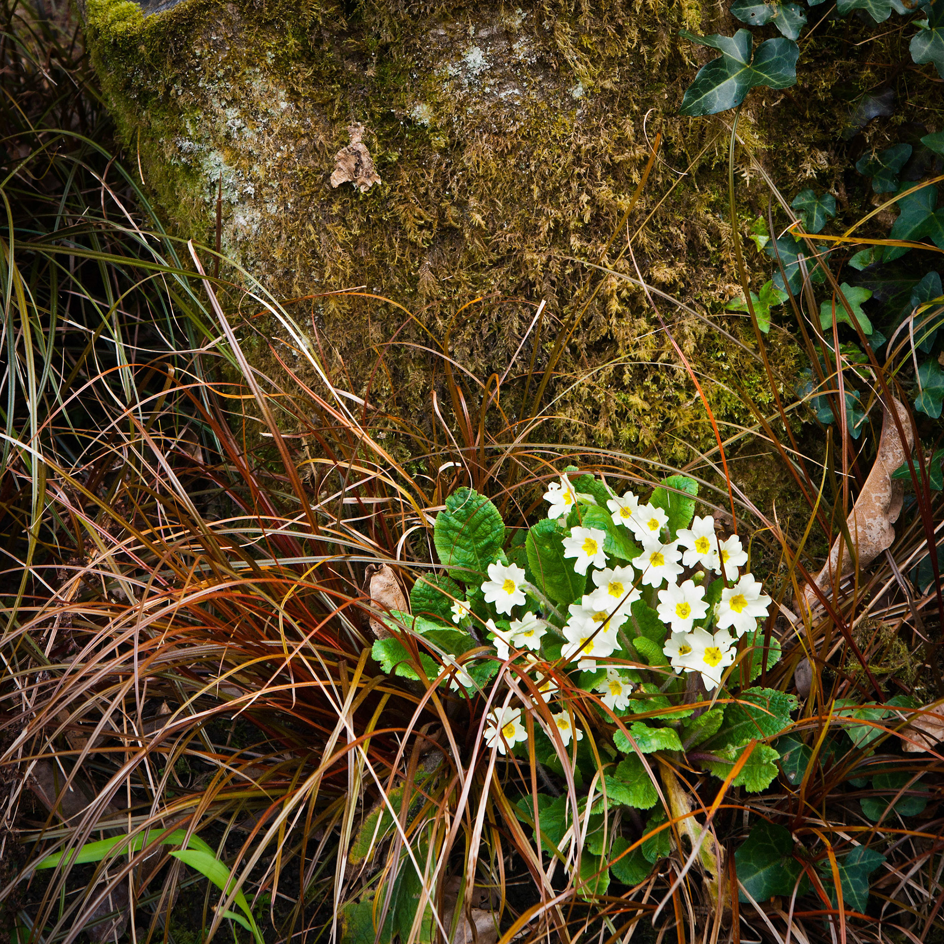 Morrab Gardens, Penzance, Cornwall