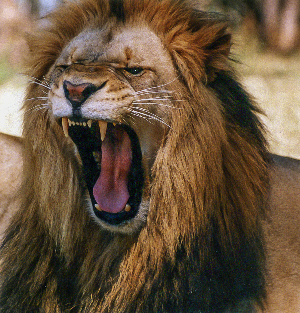 Randburg Lion Park, South Africa