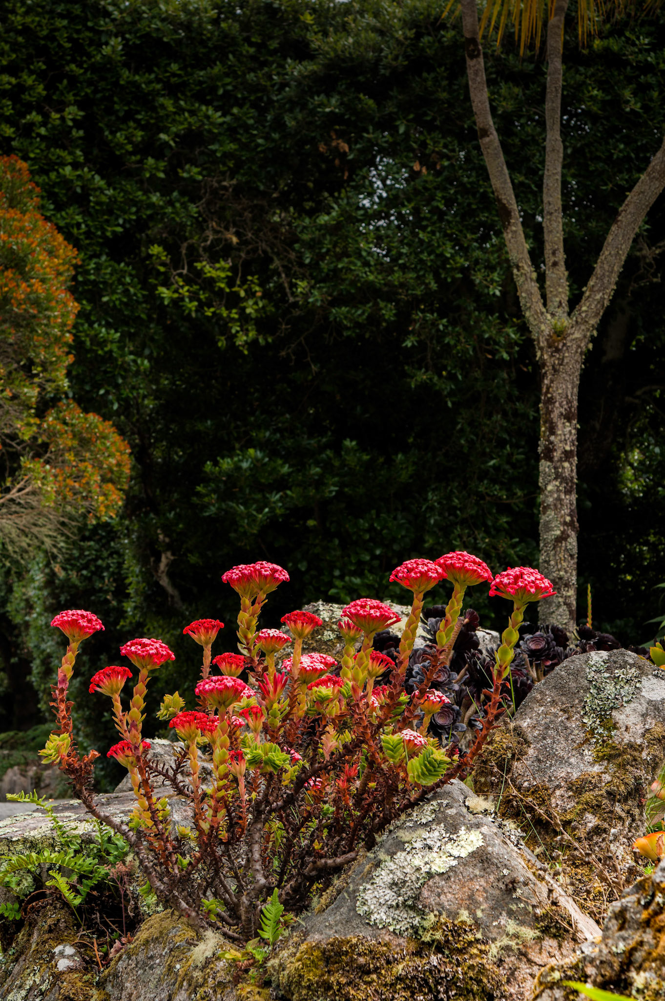 Abbey Gardens, Tresco, Isles of Scilly