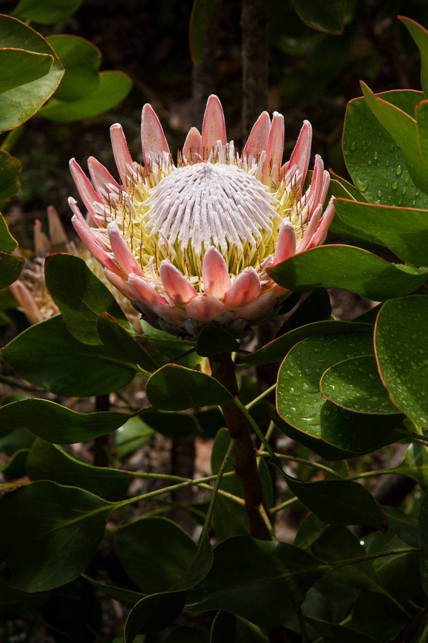 Protea, Abbey Gardens, Tresco, Isles of Scilly