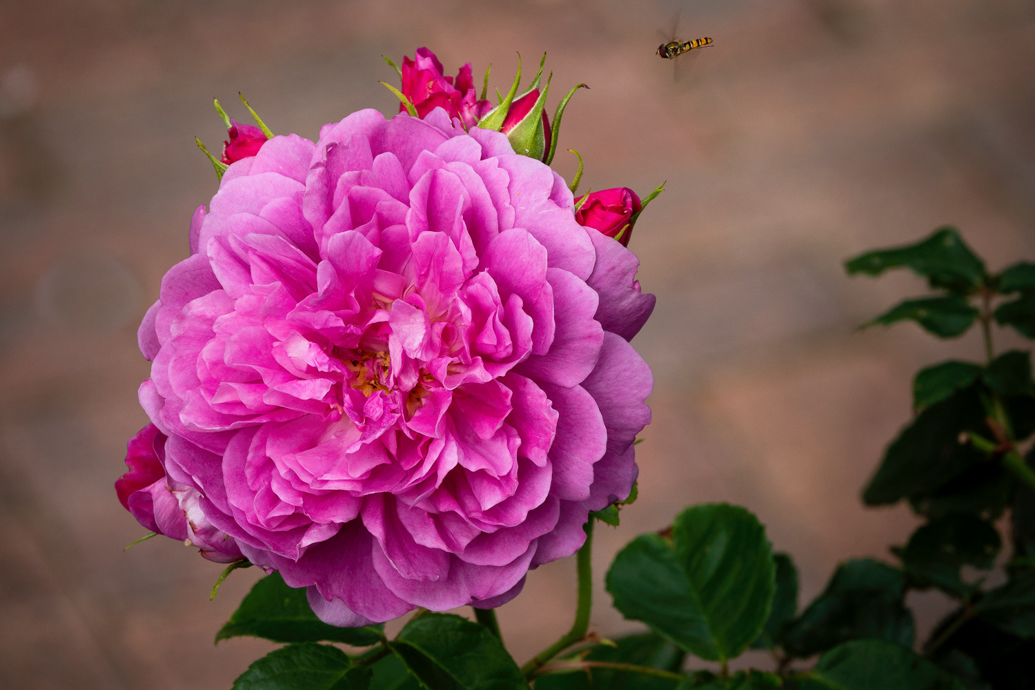 Hover-fly coming in to land...