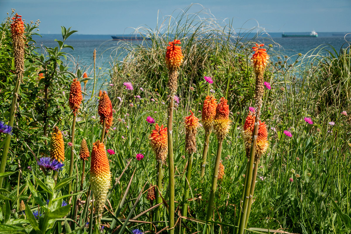 Flowers at Newlyn Green
