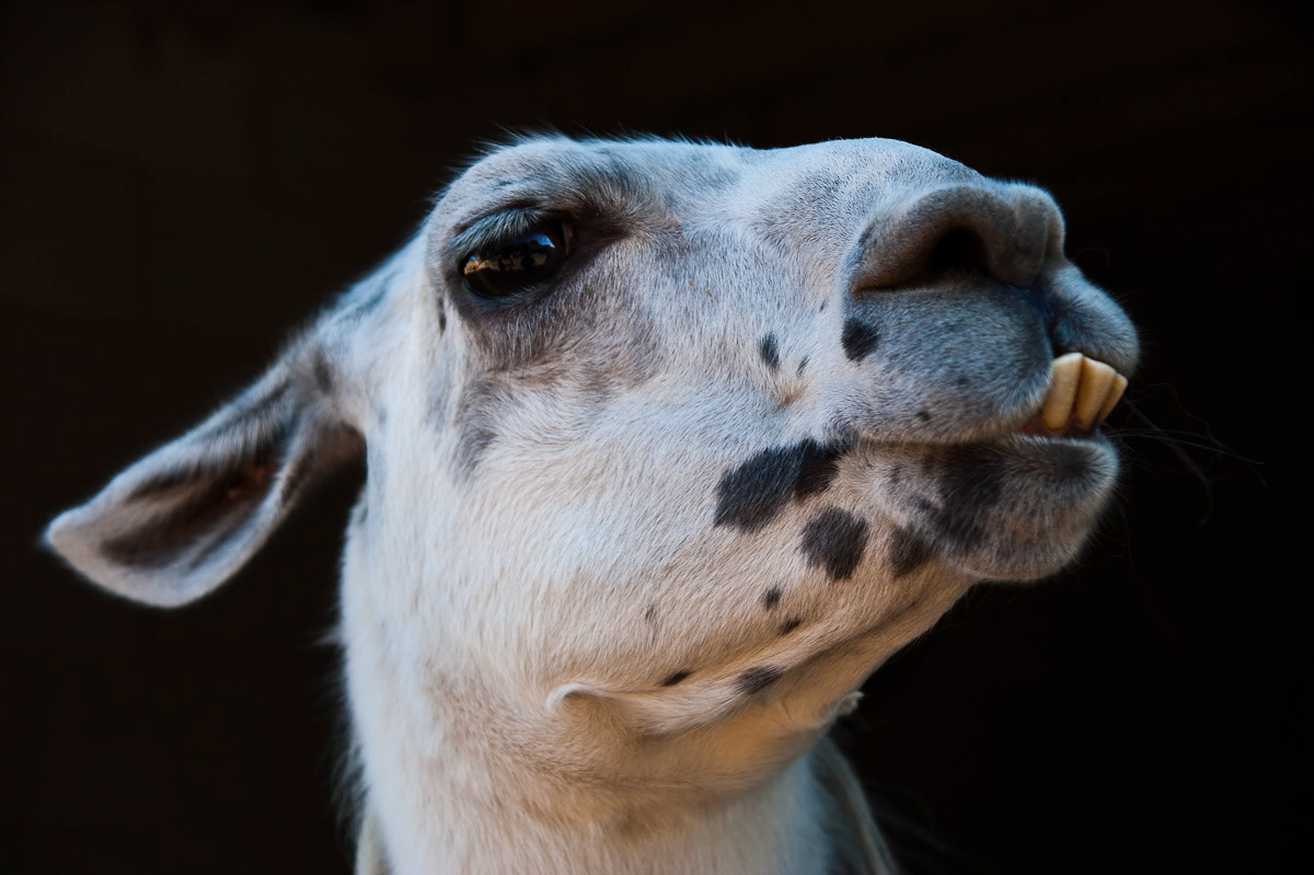 Friendly llama at Cannon Hall Farm near Barnsley, Yorkshire