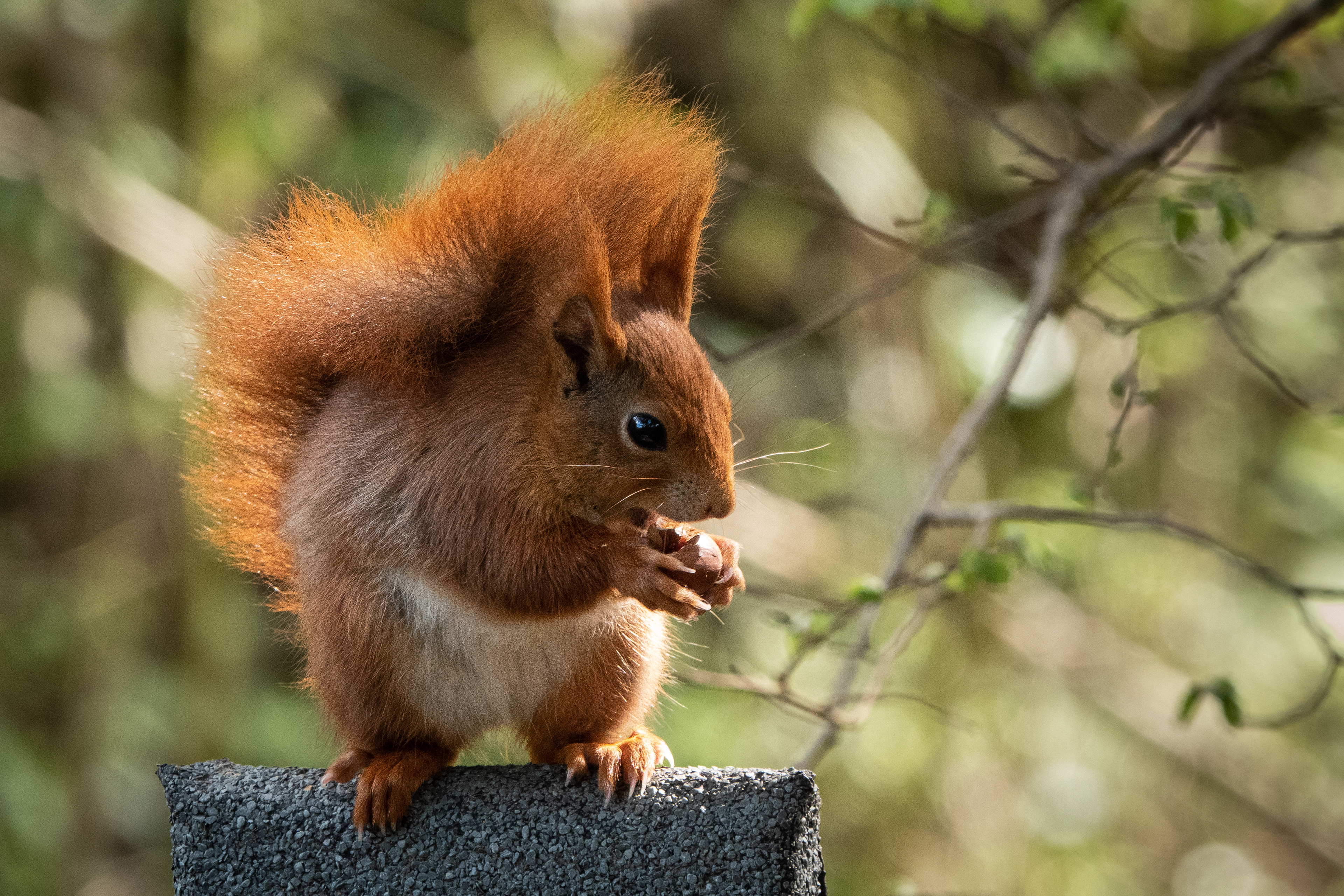 Red squirrel, Tresco, Isles of Scilly