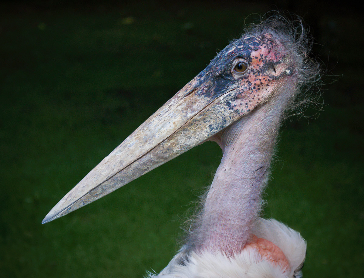 Marabou Stork,
