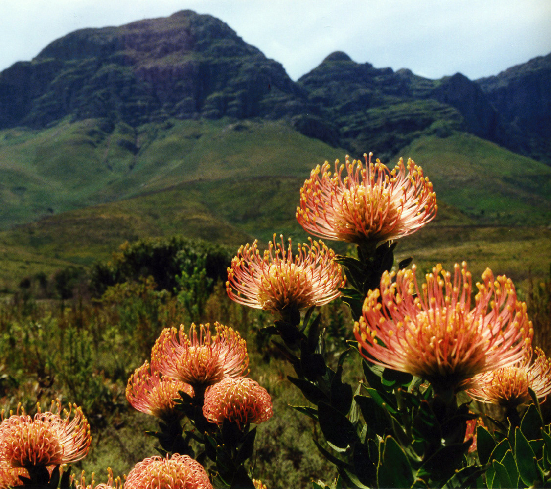 Proteas near the Helderberg, South Africa