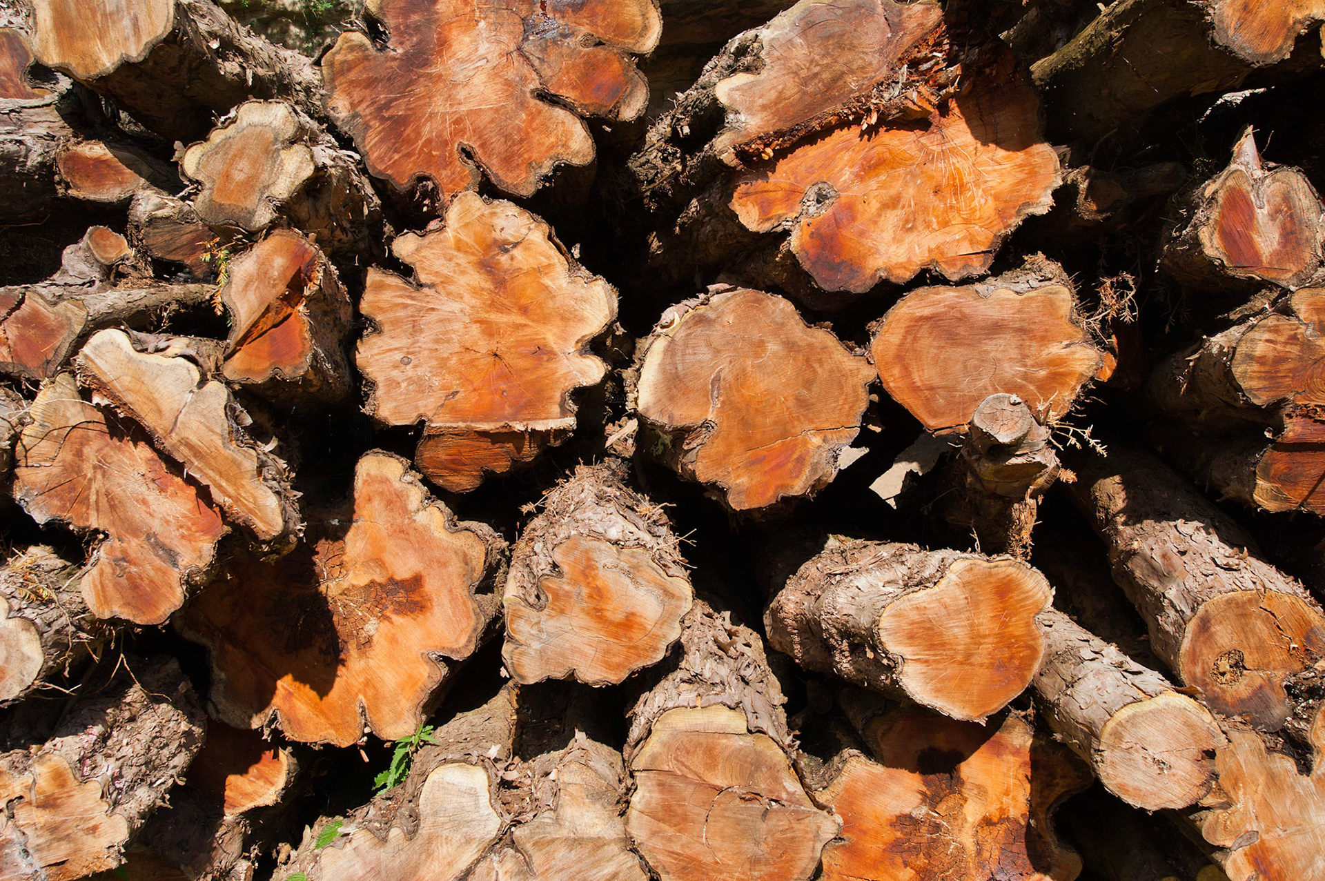 Sawn logs, Heamoor, Cornwall