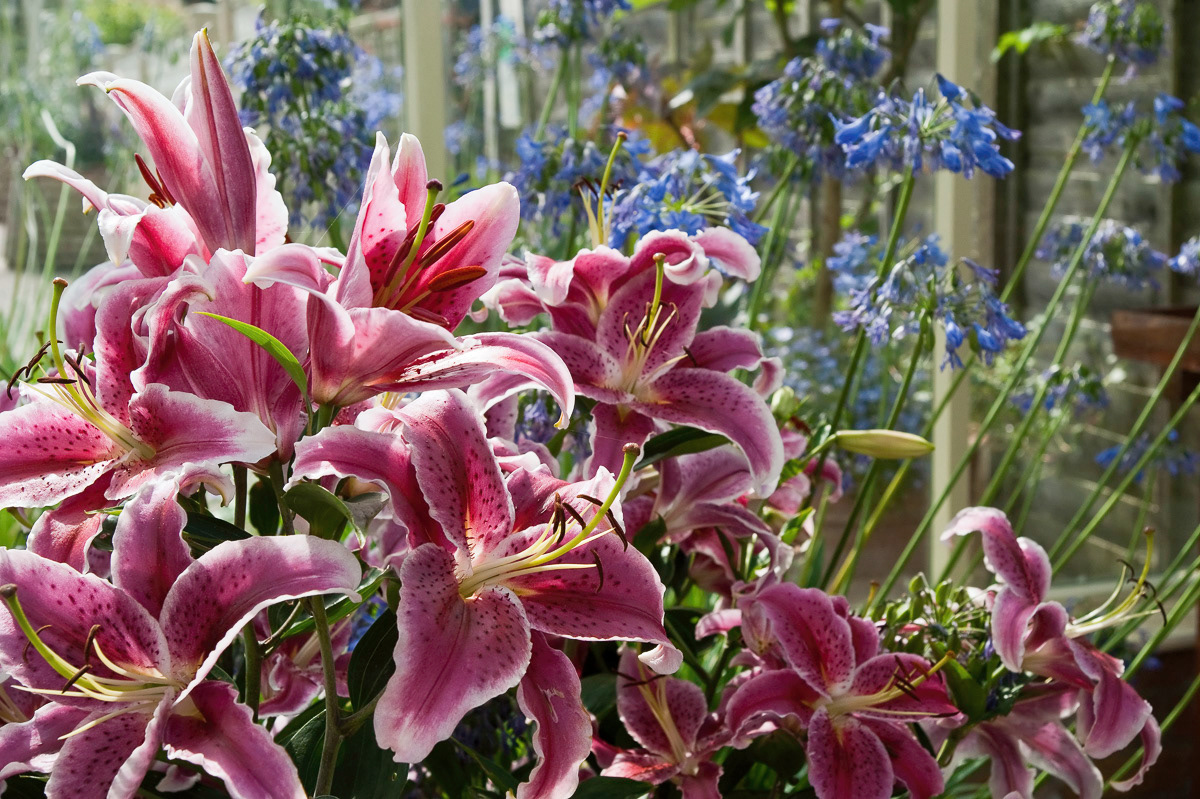 Harlow Carr RHS Gardens, Yorkshire