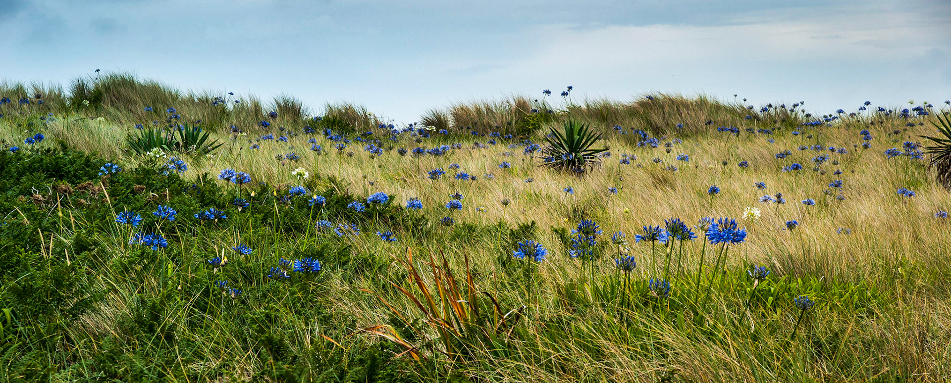 Wild agapanthus, Tresco, Isles of Scilly