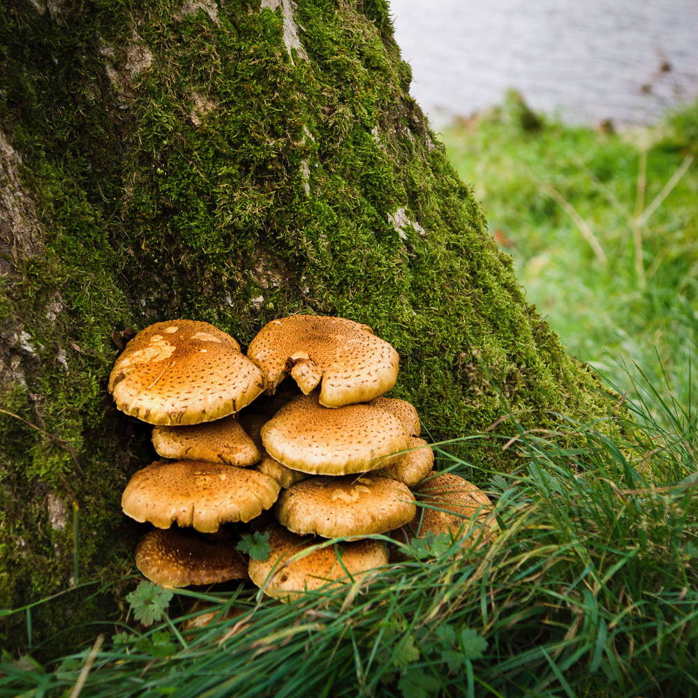 Fungi near Grassington, Yorkshire