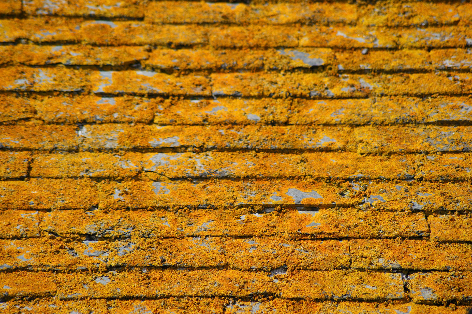 Lichen-covered roof, St Ives, Cornwall