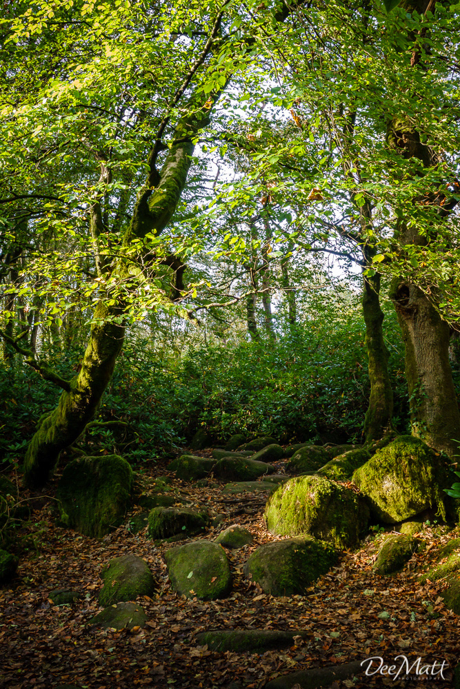 Trevaylor Woods
