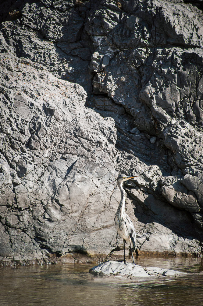 Camouflaged heron, Wales