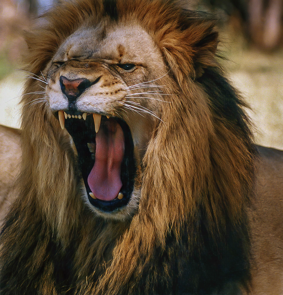At the Lion Park near Johannesburg, South Africa