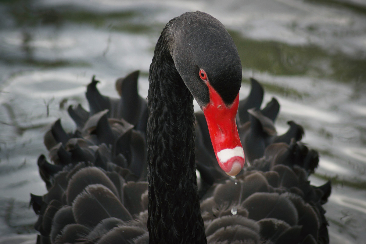 Black Swan at Fairburn Ings, Yorkshire