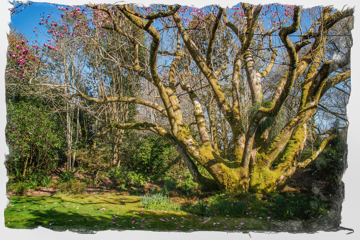 Ancient magnolia at Trengwainton Garden