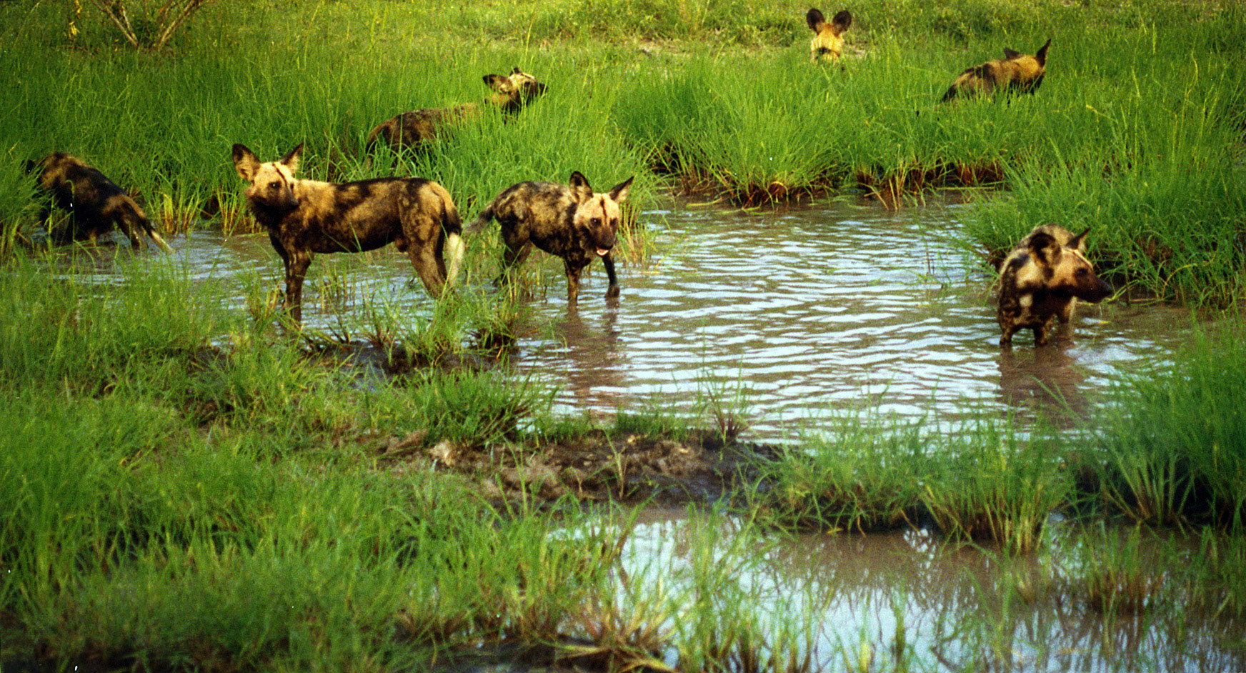Wild dog pack, South Africa