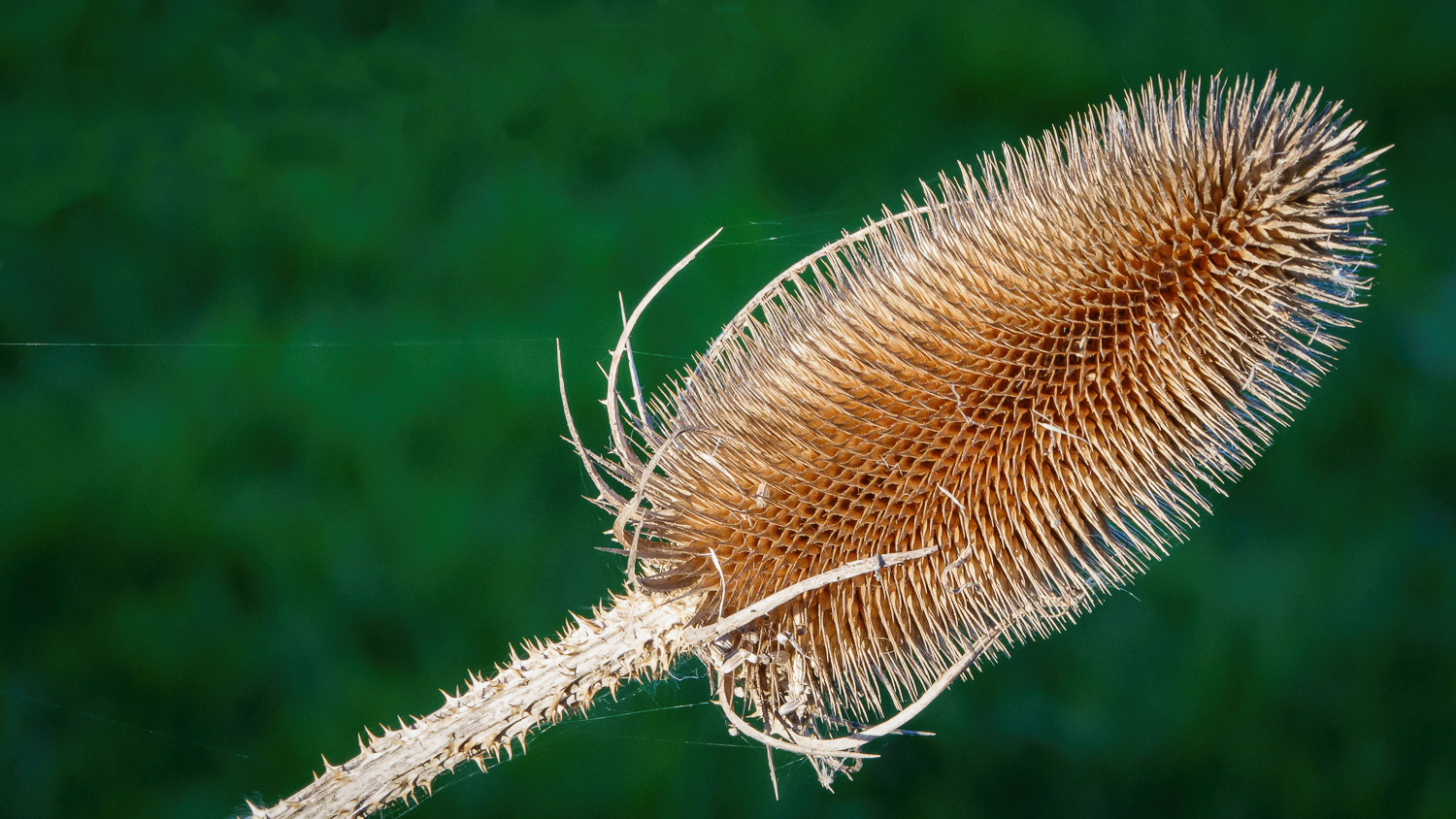 Teasel, Newlyn, Cornwall