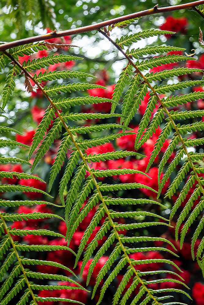 Trengwainton Garden