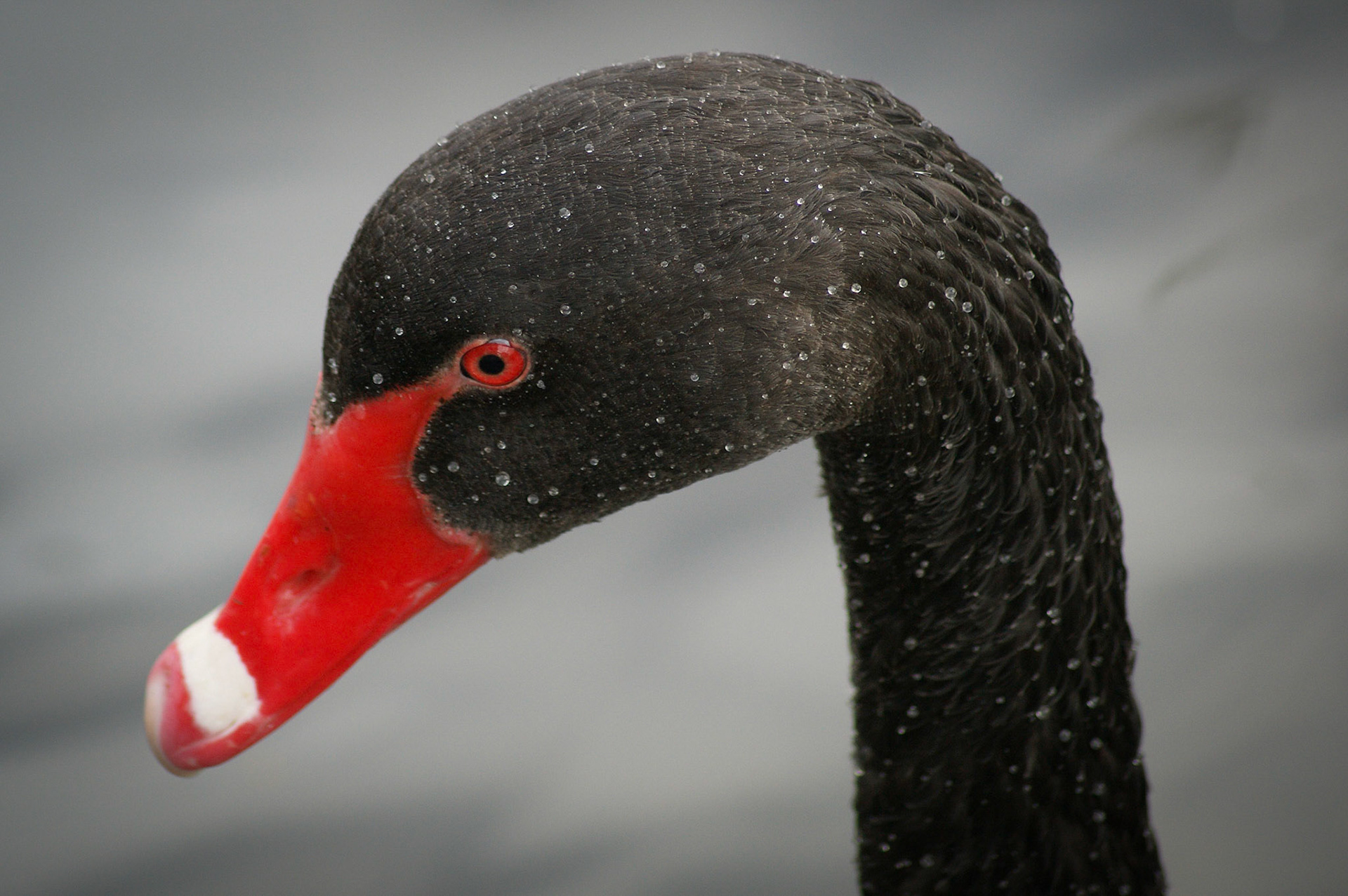 Black swan, Fairburn Ings, Yorkshire