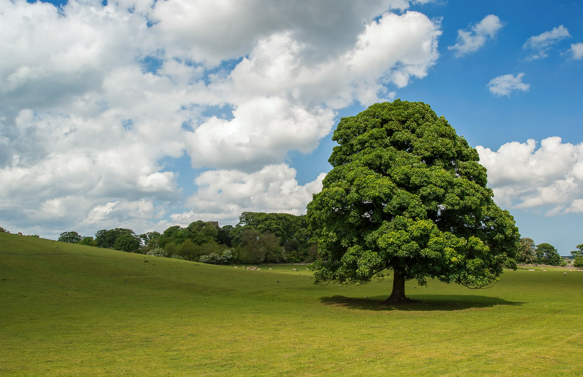 Splendid tree near West Ayton, Yorkshire