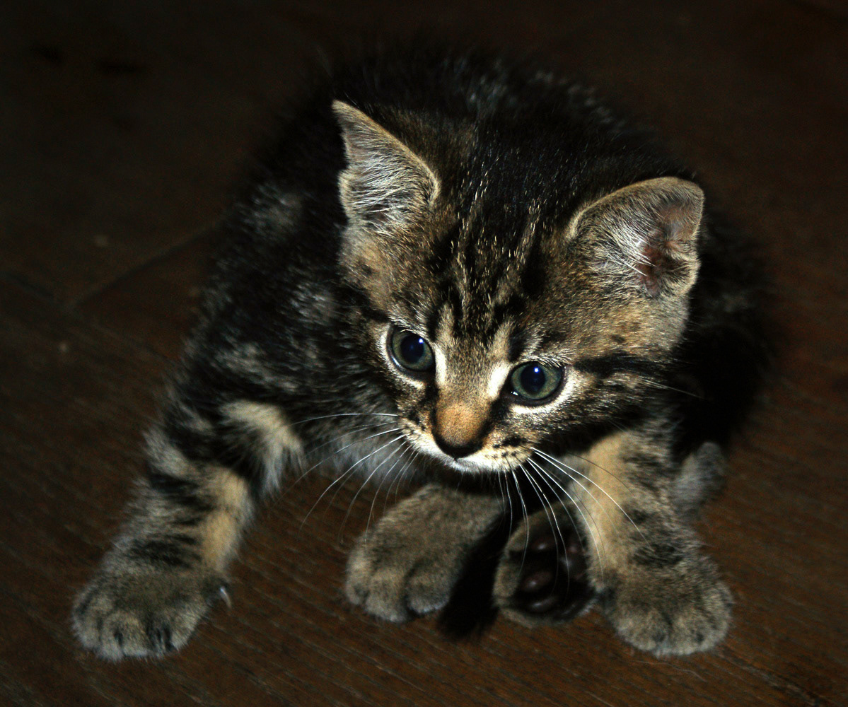 Midge the kitten