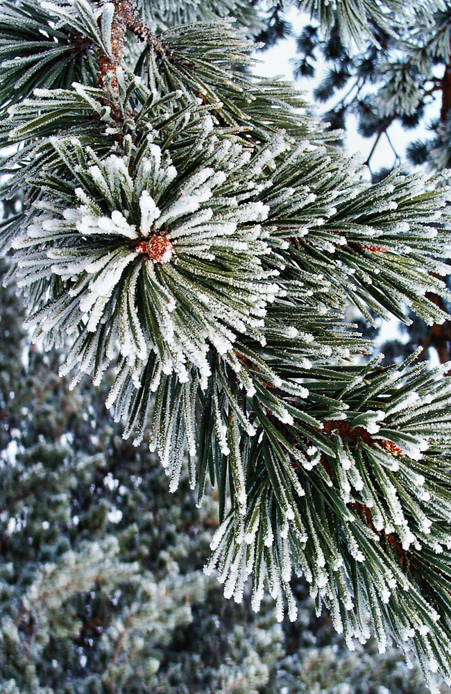 Winter in Norway