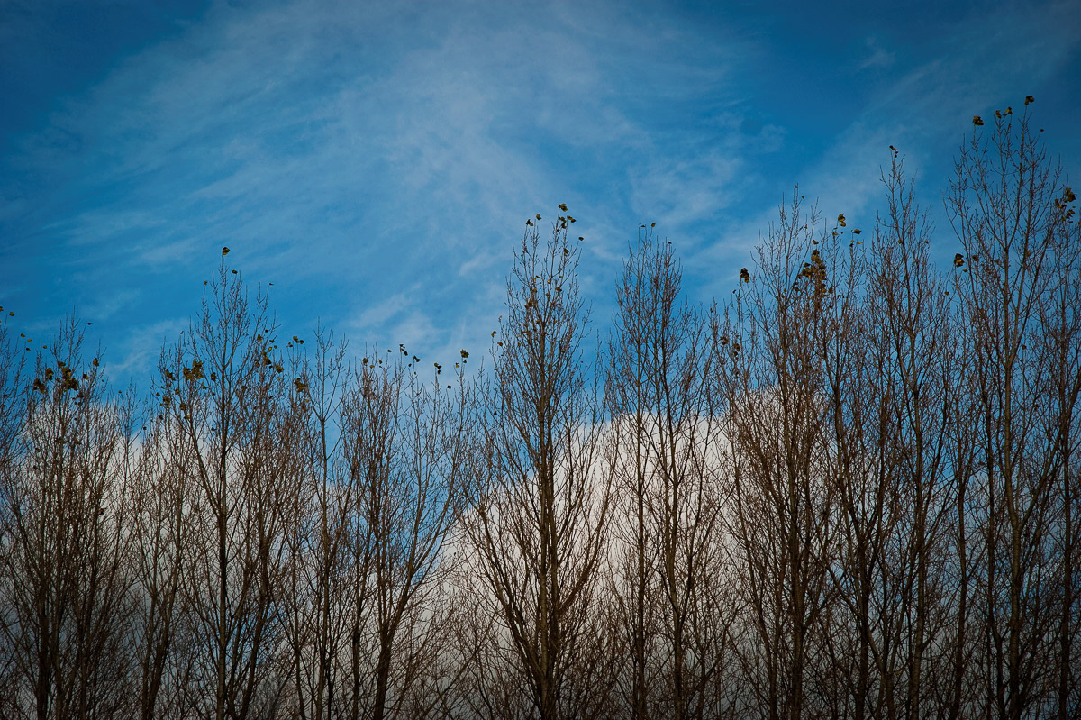 Winter trees