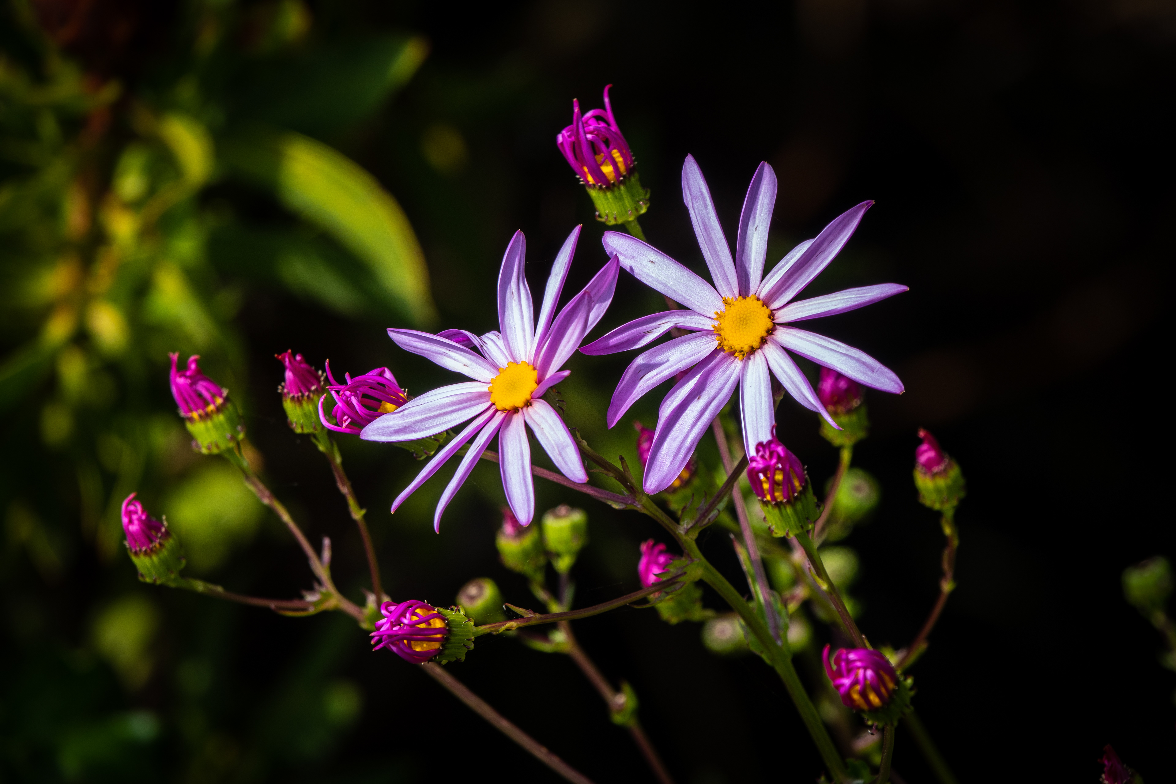 Abbey Garden, Tresco, Isles of Scilly