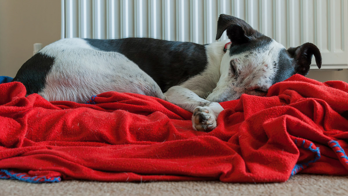 Granddog Reg doing what he does best